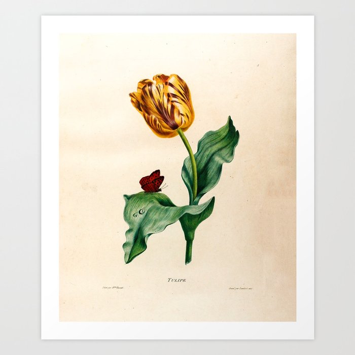 Tulip by Henriette Antoinette Vincent (Madame Vincent), 1820 Art Print