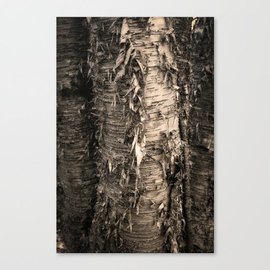 Life's a Birch Canvas Print