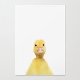 Duckling Canvas Print