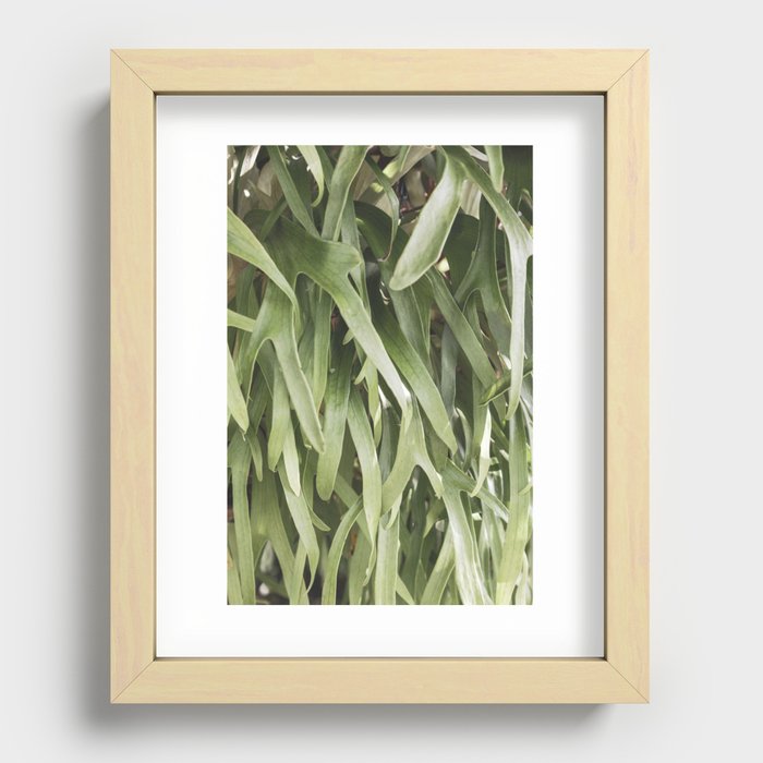 Staghorn Ferns  |  The Houseplant Collection Recessed Framed Print