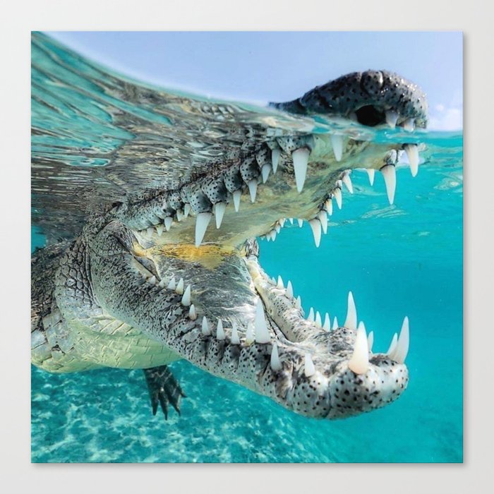 Alligator on the Move Canvas Print