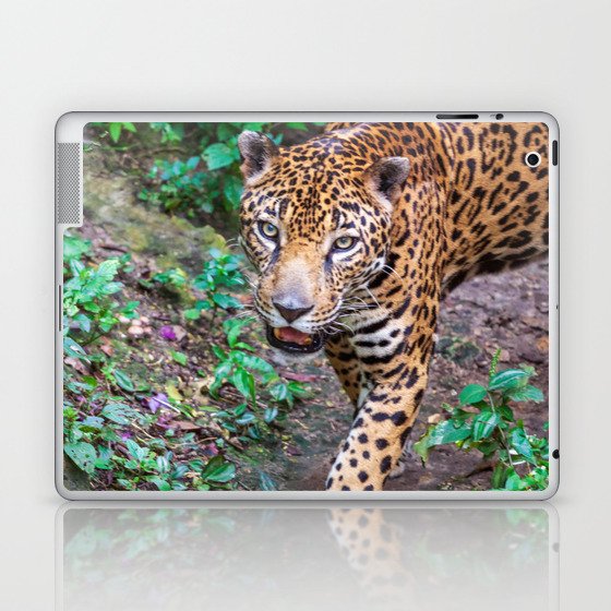 Jungle walking jaguar, Guatemala Laptop & iPad Skin