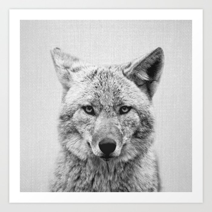 Coyote - Black & White Art Print