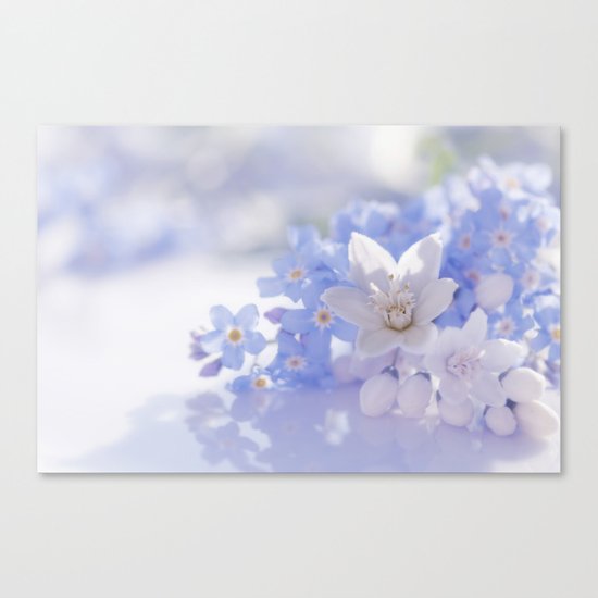 Queen and court- Springflowers in blue and white - Stilllife Canvas Print