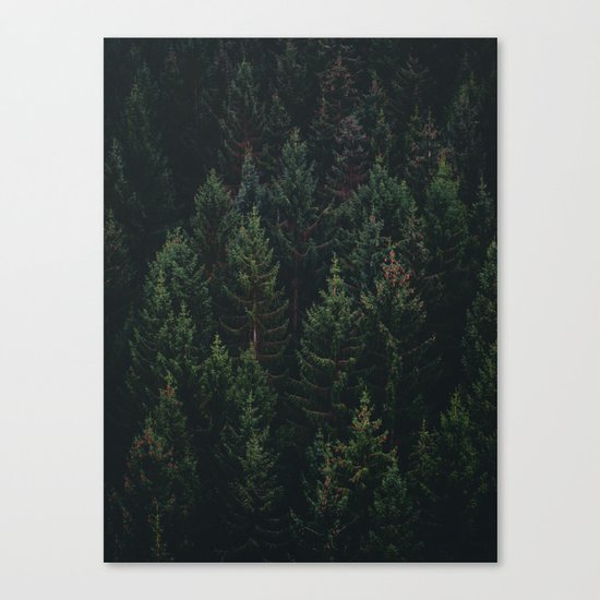 Forest of Pines Canvas Print