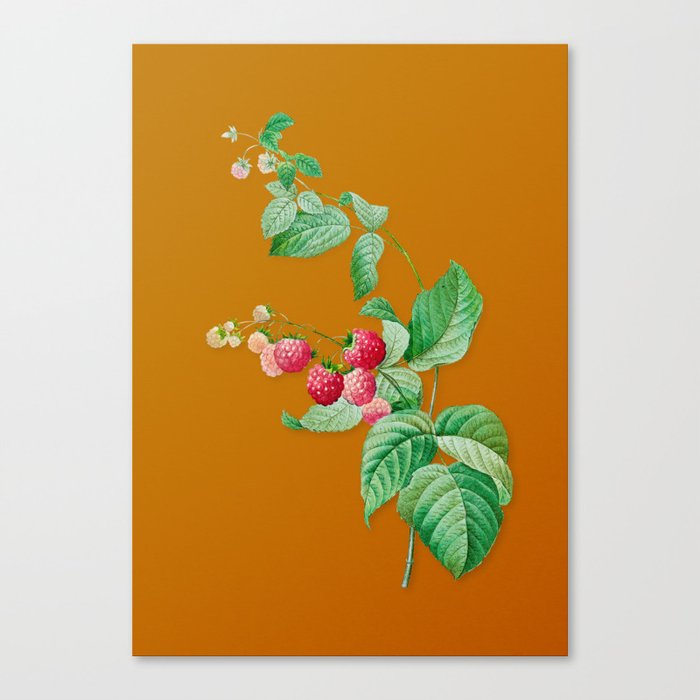 Vintage Red Berries Botanical Illustration on Bright Orange Canvas Print