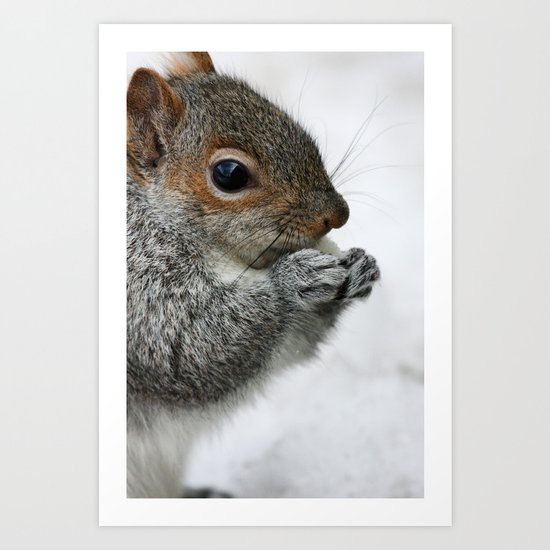 Snow Squirrel Art Print