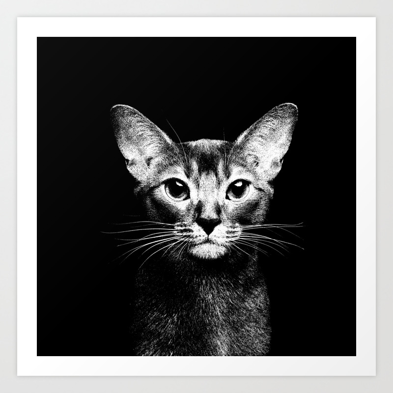 Abyssinian cat portrait black and white 