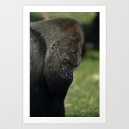Oumbi The Silverback Art Print | Photo, Gorillas, Male, Rawshutterbug, Animal, Gorilla, Powerful, Silverbackgorilla, Handsome, Muscular 