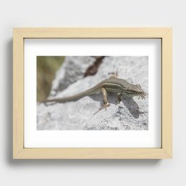 Lizard on a Rock in the Spanish Mountains Recessed Framed Print