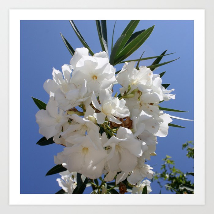 Nerium Oleander White Art Print