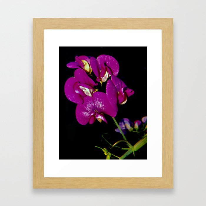 Flower Power III (Lathyrus) Framed Art Print