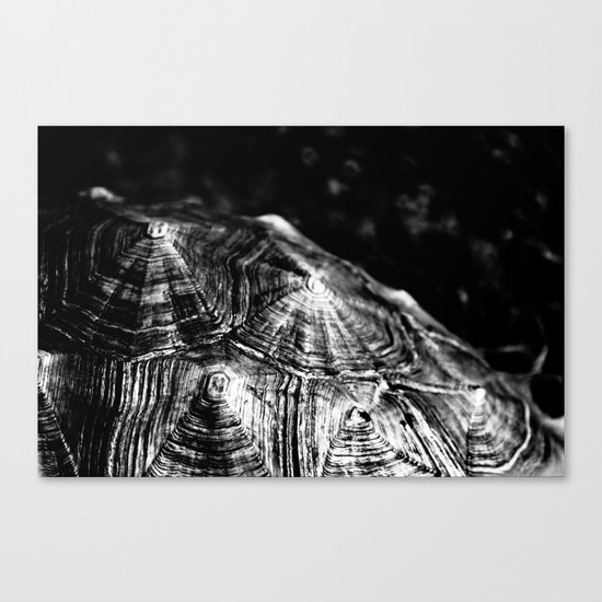 Black Shells Canvas Print