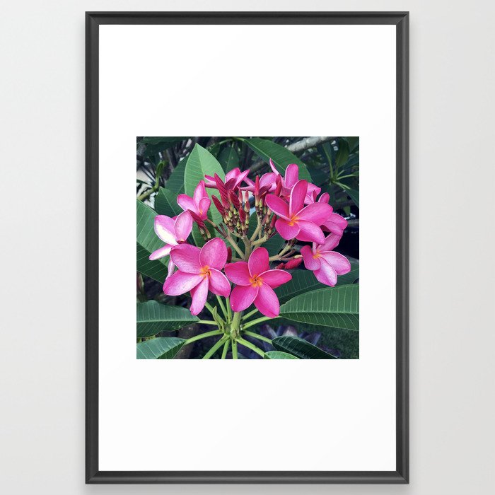 Pink Plumeria Framed Art Print