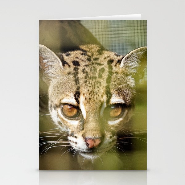 Ocelot at Alturas Sanctuary in Costa Rica Stationery Cards