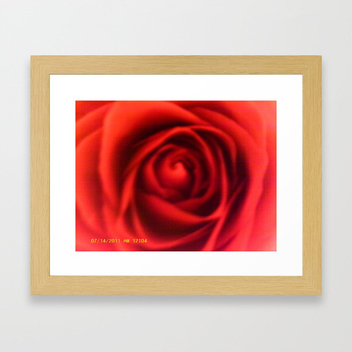 Close Up Rose Framed Art Print