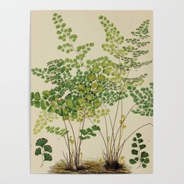 Maidenhair Ferns Poster