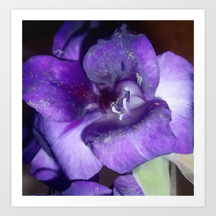 Purple Gladiolus Art Print By Janremy Society6
