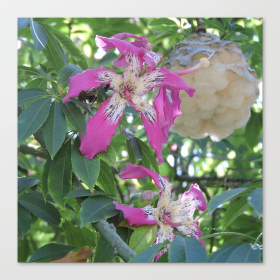 Silk Floss Tree Blossom & Fluff Canvas Print