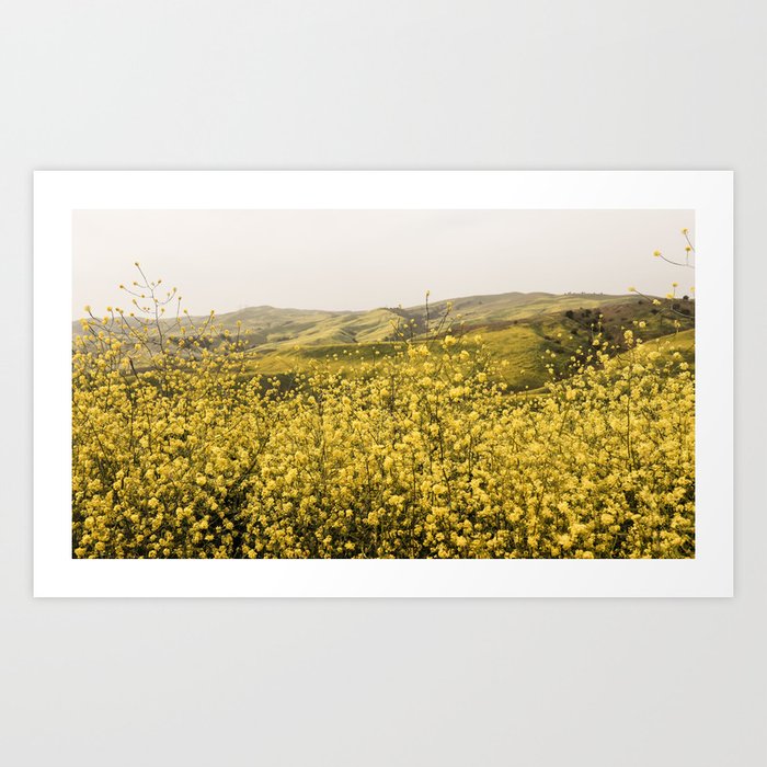 Spring is Here - Yellow Wildflowers  Art Print