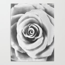 Big White Rose Poster