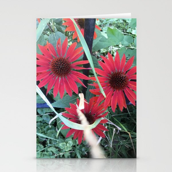 Echinacea Flowers Stationery Cards