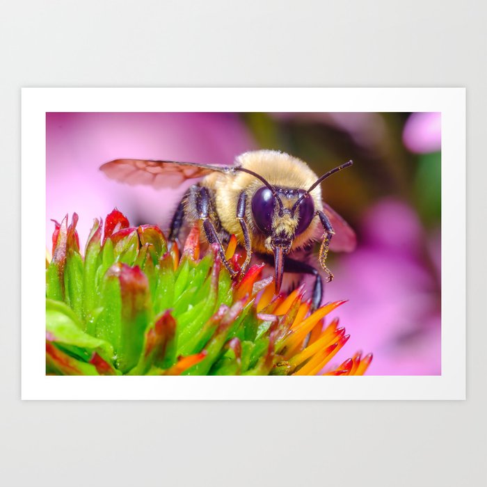 Happy Bee, Tongue Out Macro Photograph Art Print