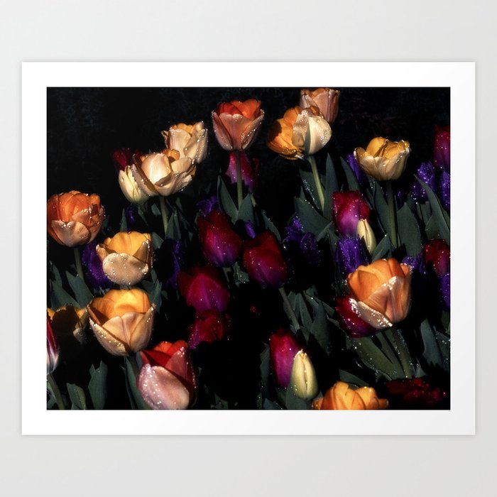 Sparkling Tulips Art Print