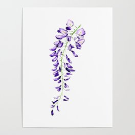 Wisteria - Lone Floral Poster