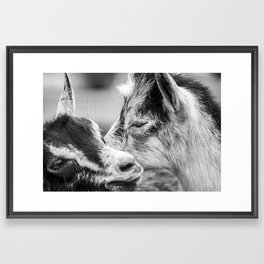 Moment of the Goats | Black and White Framed Art Print