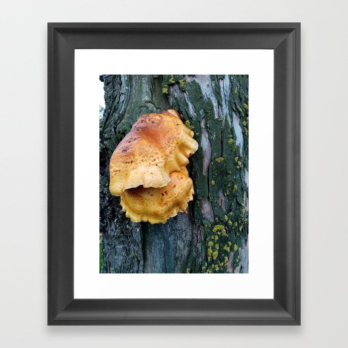  Chicken of the woods Framed Art Print