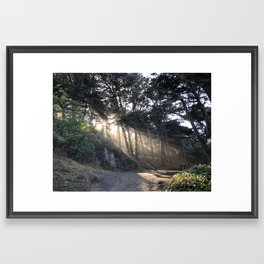 Sunbeams in the Presidio Framed Art Print