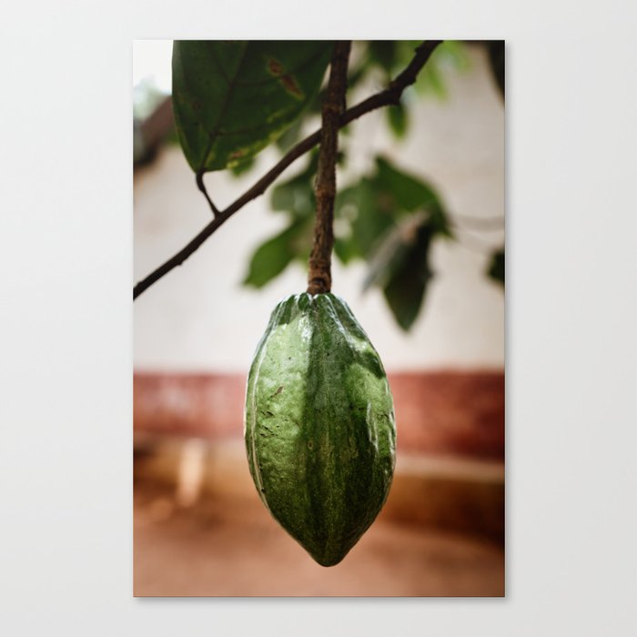 Cacao pod hanging down the tree/ Art Print home decoration Canvas Print