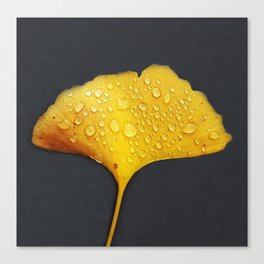 Ginkgo Biloba Leaf-Gold Leaf-Gingko Leaf-Ginkgo Leaf Dew Canvas Print