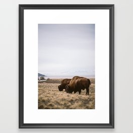 Bison Ridicule Framed Art Print