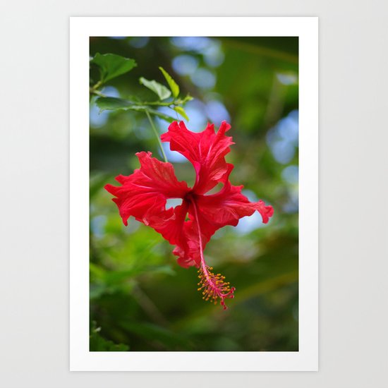 Scarlet Flower Art Print