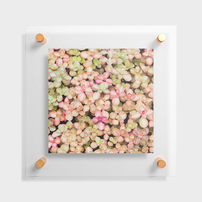 Pastel Succulents Floating Acrylic Print