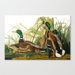 Mallard Duck by John James Audubon Canvas Print