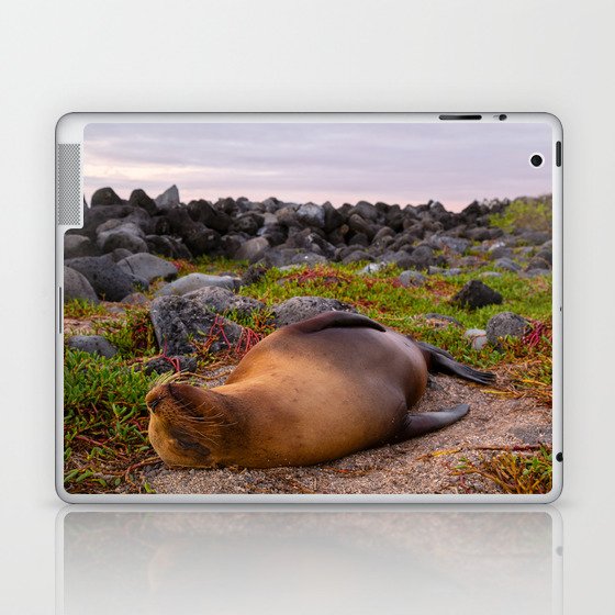 Sleeping Galápagos sea lion Laptop & iPad Skin