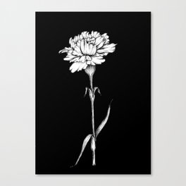 Single Carnation Canvas Print