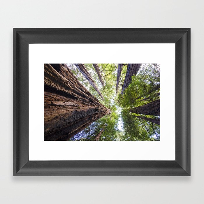 Muir Woods- Sequoia Trees Framed Art Print