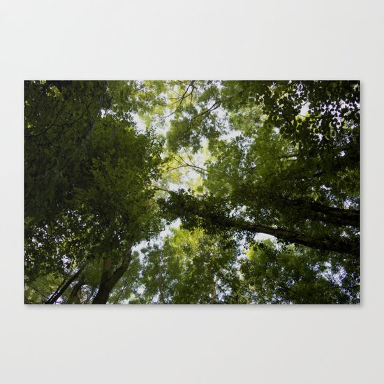 Canopy Canvas Print