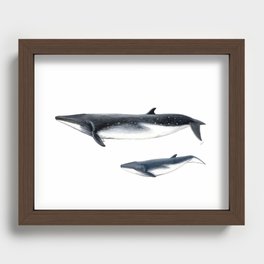 Bryde´s whale and baby whale Recessed Framed Print