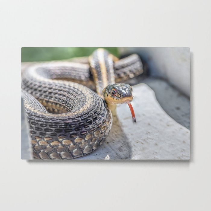 Garter snake with its tongue out Metal Print
