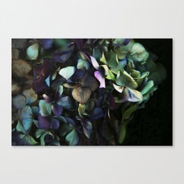 Hydrangea-Colored Hydrangea-Flower photography-Hortence Canvas Print
