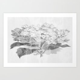 Distressed Hydrangea {grey ~ white} Art Print
