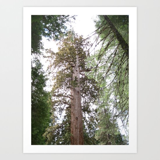 Looking Up Art Print