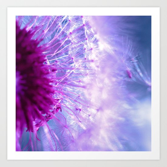 purple dandelion II Art Print