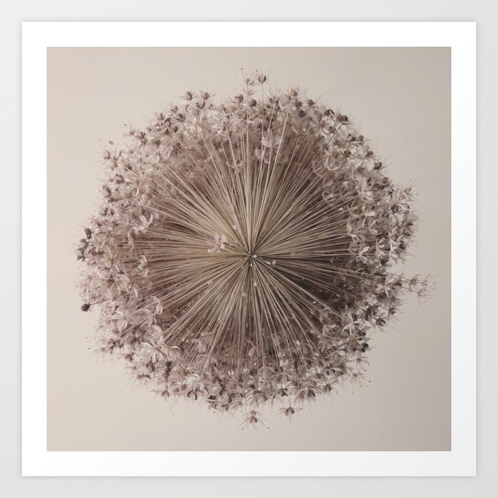 Allium Art Print