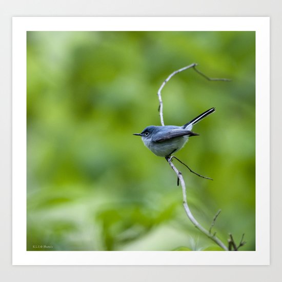 blue/gray gnatcatcher Art Print